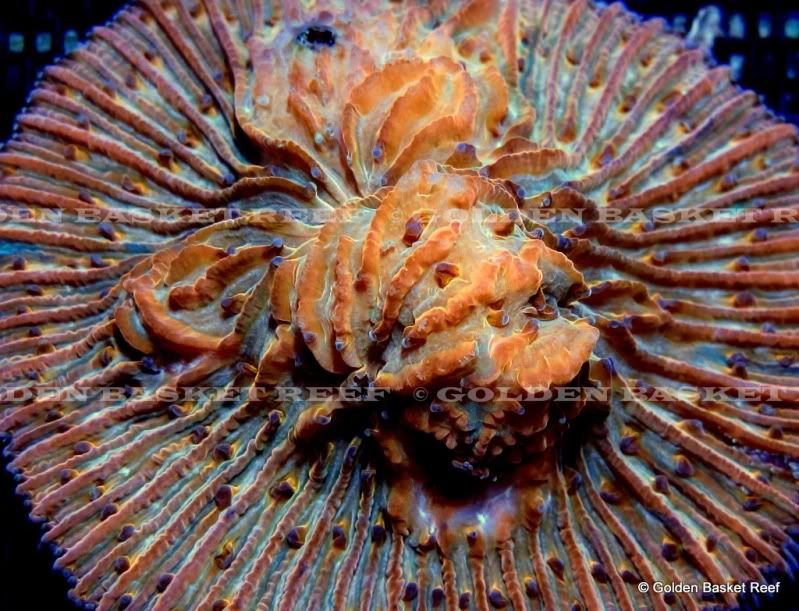 ADDED DAILY 20+ NEW WYSIWYG CORALS W/ SIZE FOR IMMEDIATE ENJOYMENT 