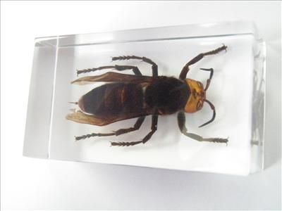 Asian Giant Tiger Hornet Specimen (in Lucite)  