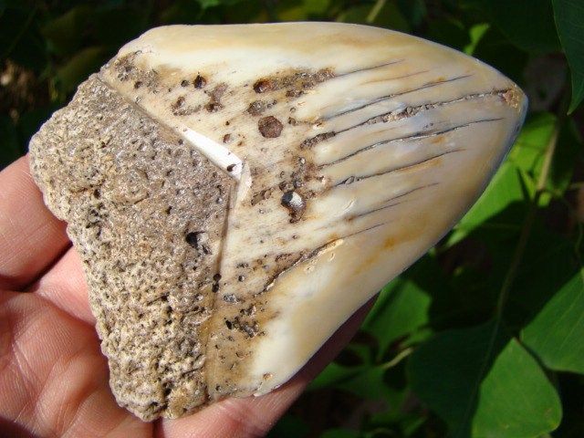 South Pacific MEGALODON SHARK TOOTH FOSSIL RARE   