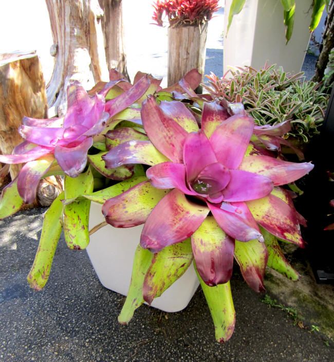 BROMELIADS Neoregelia CONCENTRICA BULLIS Purple*  