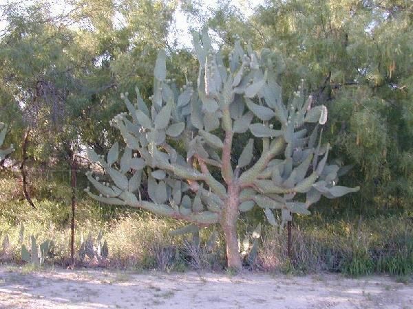 HARDY ~Cows Tongue~ OPUNTIA CACTUS PLANT  