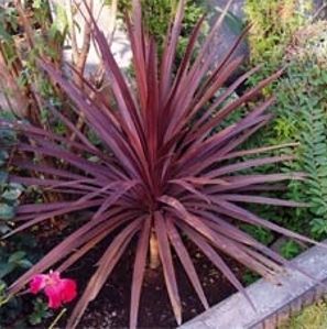 Cordyline australis Atropurpurea 15 seeds  