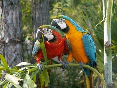 Magnet Macaws Parrots Red Blue Green Yellow Bird Birds  