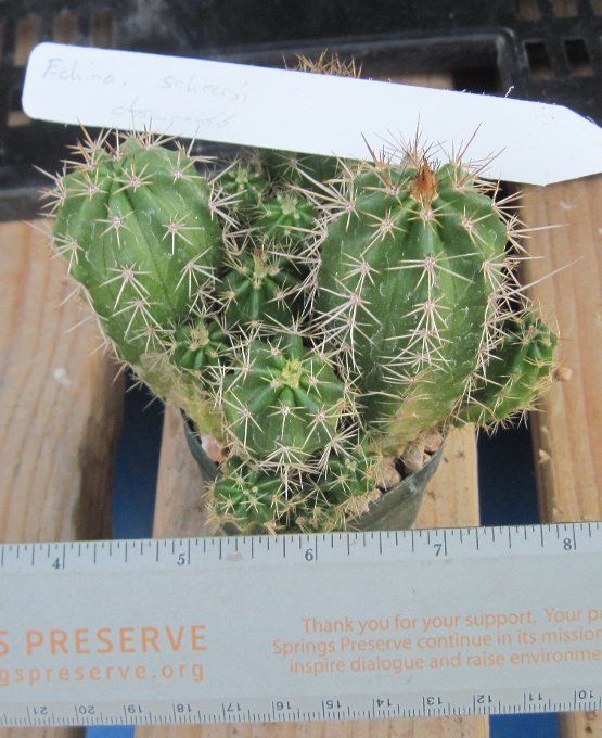 Echinocereus salm dyckianus ssp. obscuriensis 1  