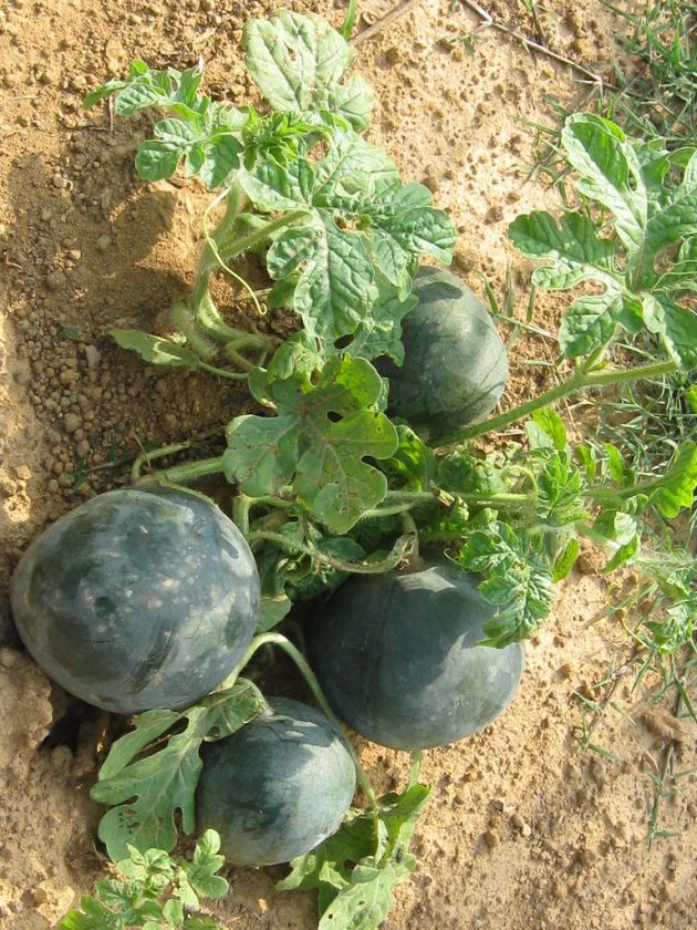 BUSH WATERMELON* 5 SEEDS*COMPACT/ QUICK* ez GROW #1170  