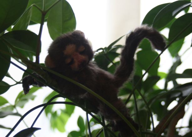 OOAK Lifelike BABY PYGMY MARMOSET MONKEY~by bear artist Melisa of 