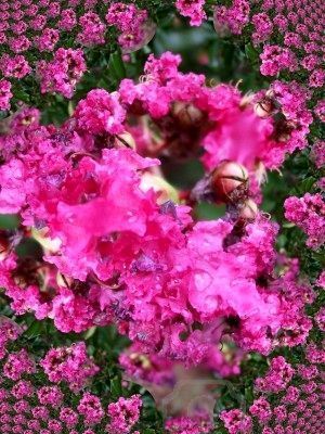 30 DWARF PINK CRAPE MYRTLE ** **SHOWY** #1195B  