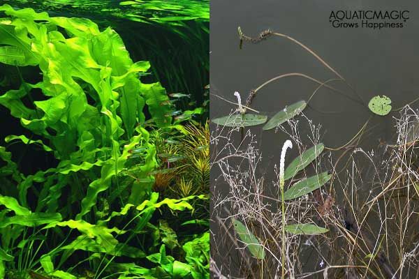 Aponogeton Natans   Live Summer Pond Aquarium Plant  