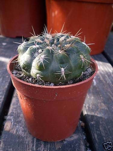 GYMNOCALYCIUM SCHATZLIANUM CACTUS PLANT  