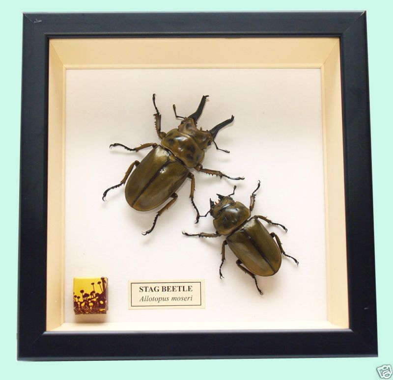 VERY RARE GOLDEN STAG BEETLES   ALLOTOPUS MOSERI (3)  