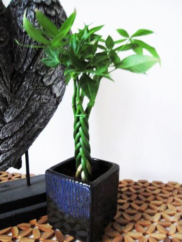 Braided MONEY Tree lucky porcelain enamel CERAMIC POT  