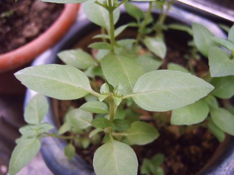 25 Cinnimon Basil Seeds + Free Bonus  