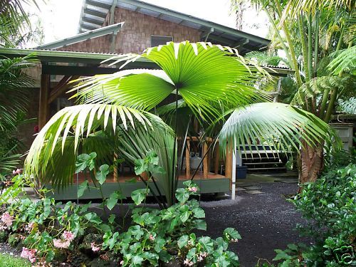 Rare Live “White Elephant Palm” Tree Seedling INDOOR  