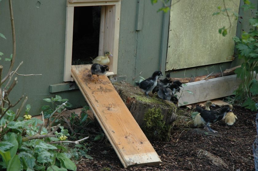 The Original Automatic Chicken Coop Door  